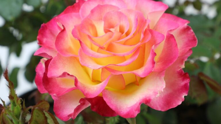 True Bloom Roses True Sincerity Altman Plants
