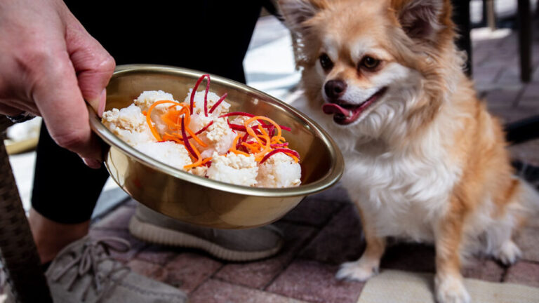 Dog Friendly Dining in South Florida Casa Sensei 1000x563