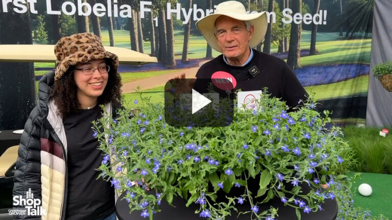 2024 04 30 Benary Intros Masterpiece the First Lobelia F1 Hybrid From Seed.00 01 10 05.FEature