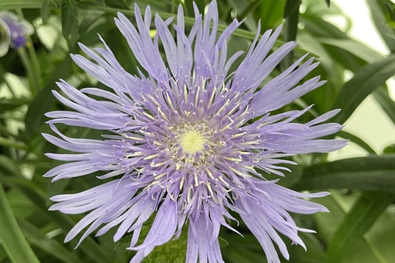 3 Stokesia ‘Totally Stoked Riptide Proven Winners