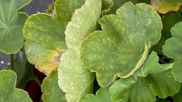 Iron Toxicity in Geraniums