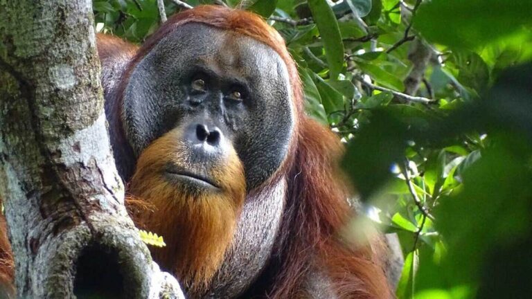 Orangutan self medication