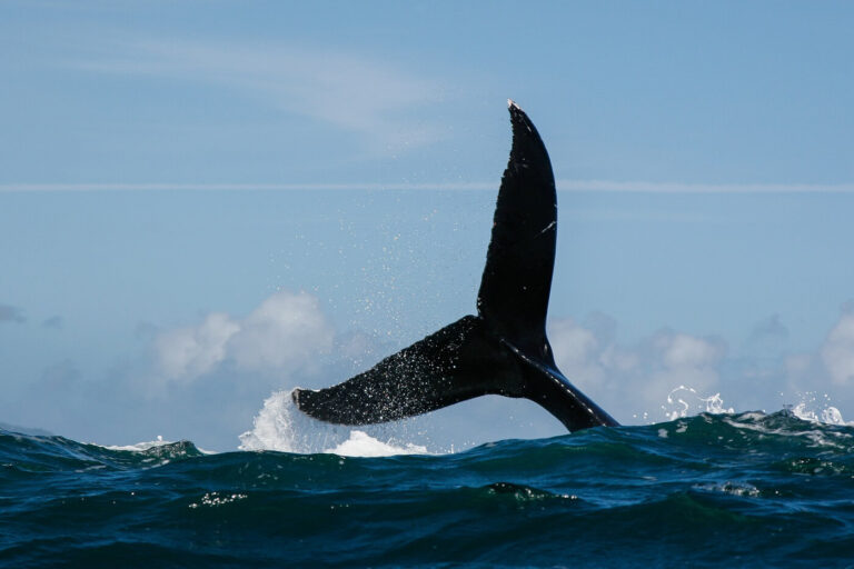 whale tail diving