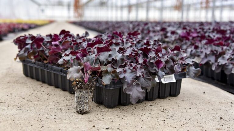 Heuchera Black Pearl Growcoons at Walters Gardens