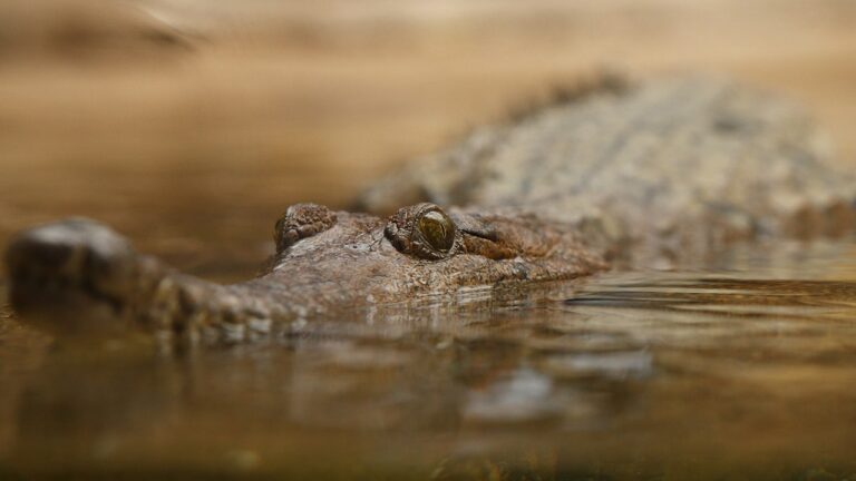 crocodile australia