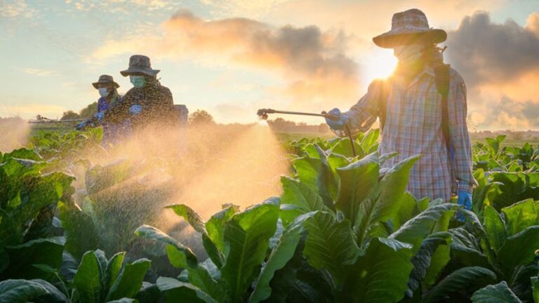 Tobacco farm workers at agriculture against beautiful sunlight Tobacco farming Farmers spraying pesticides