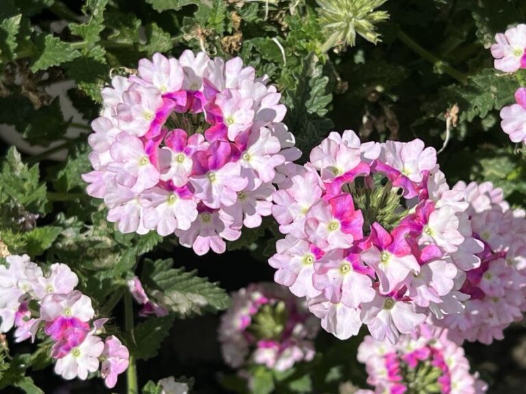 Verbena ‘Vanessa Bicolor Light Pink Danziger