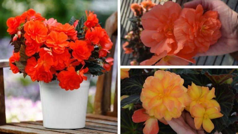 Plantpeddler and Syngenta Flowers iCandy Begonia Series