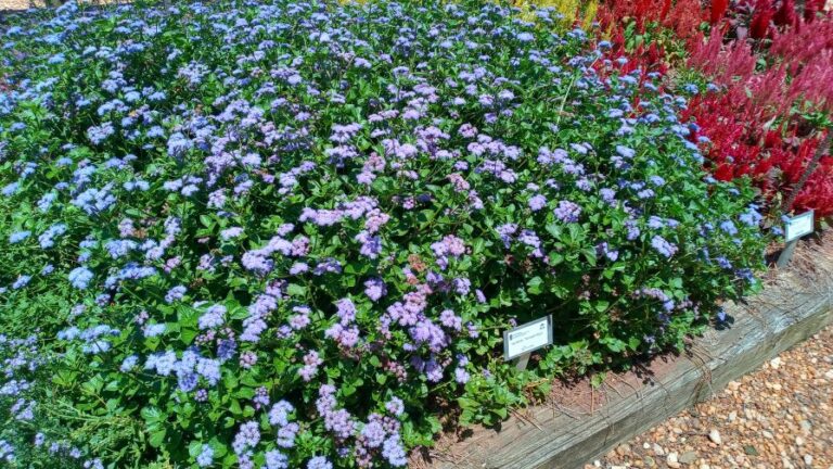 Ageratum Monarch Magic Ball FloraPlant Georgia Featured