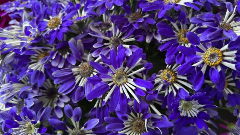 Senetti Blue Spoon Suntory from California Spring Trials