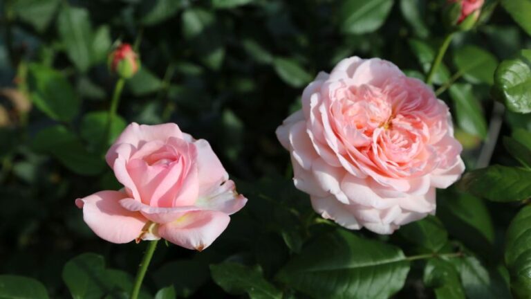 The Martha Stewart a Hybrid Tea Rose bred by Meilland and introduced by Star Roses and Plants