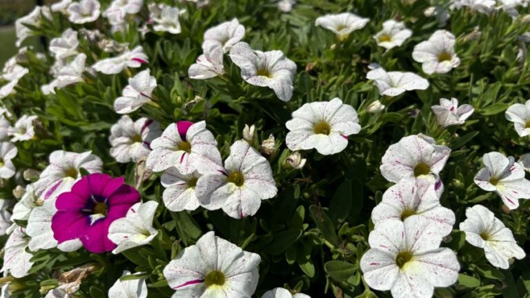 Calibrachoa ‘Caliloco Graffiti Westrock at Raker Robertas Young Plants