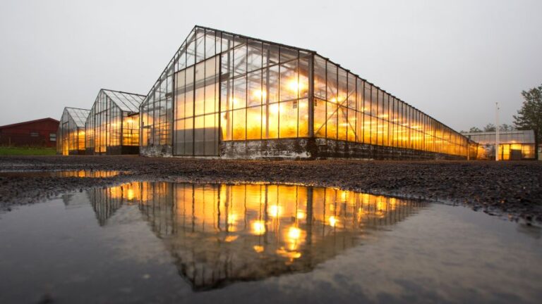 Icelandic greenhouse in winter with lights and heating from geothermal energy Hveragerdi south Iceland