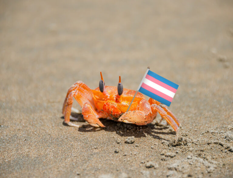 crab2