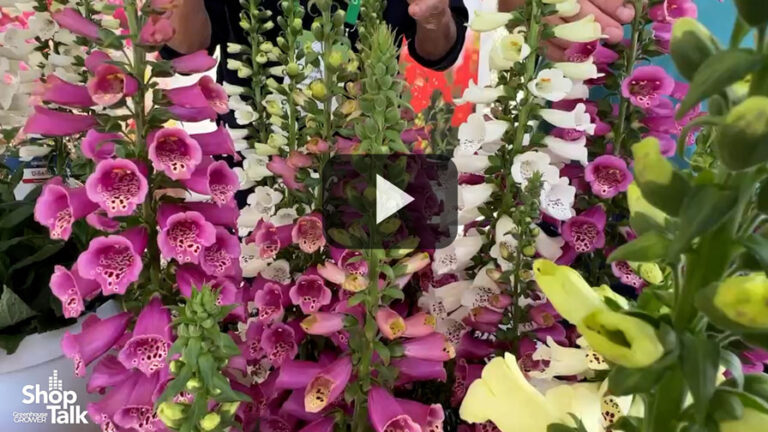 2025 05 08 Meet the Digitalis DiBella Series From Hem GeneticsFeature